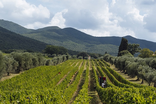 Ornellaia harvest